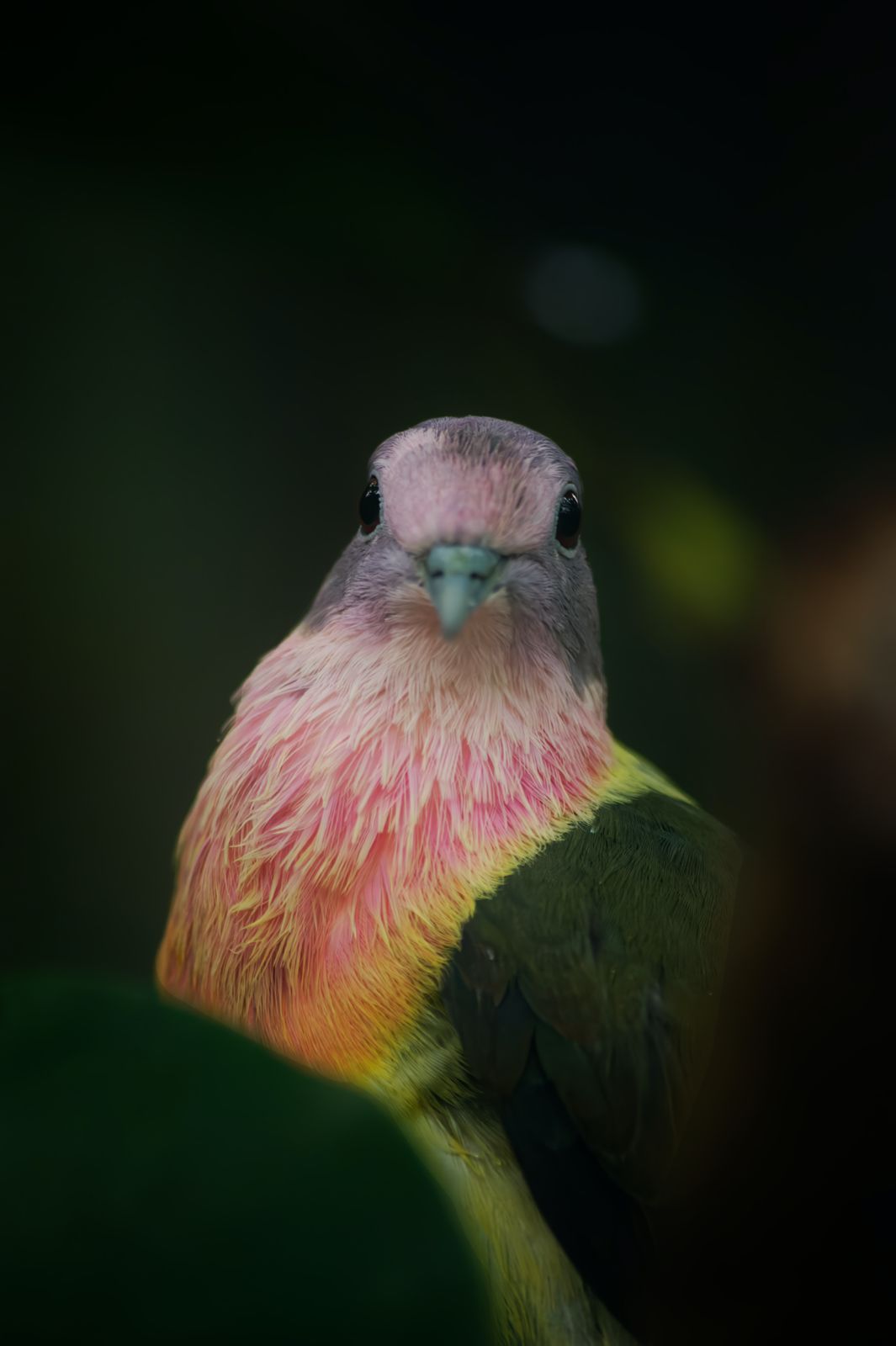 Animaux